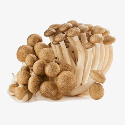 白色蘑菇和蟹味菇菌菇蟹味菇高清图片