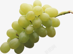 绿色新鲜葡萄素材