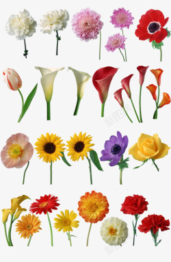 各种彩色花朵合集素材