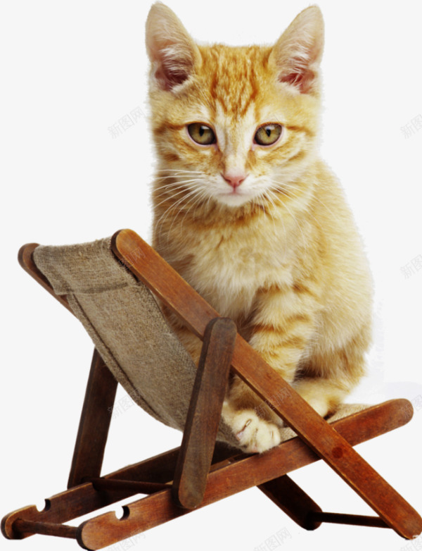 沙滩椅上的猫png免抠素材_新图网 https://ixintu.com 动物 宠物 家养猫咪 摄影实拍猫咪 椅子 沙滩椅 猫