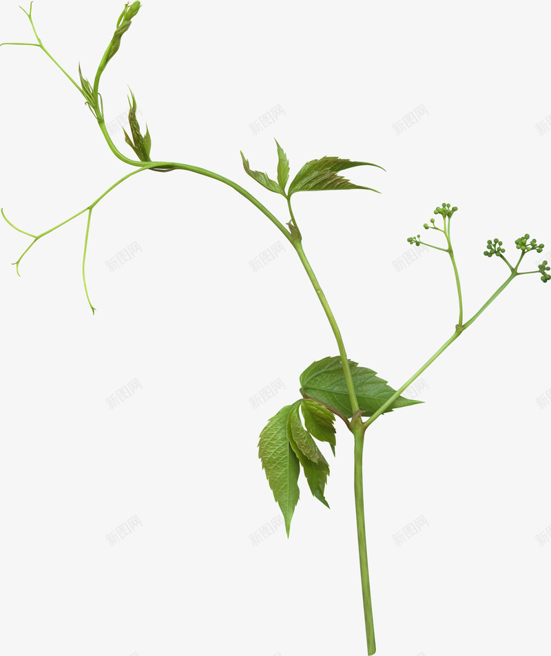 摄影绿色的植物草木png免抠素材_新图网 https://ixintu.com 摄影 植物 绿色 草木