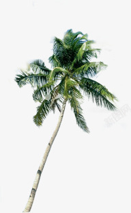 夏日海报摄影椰子树素材
