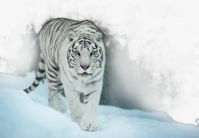 凶猛的白虎png免抠素材_新图网 https://ixintu.com 凶猛的白虎 动物 动物世界 动物摄影 四圣兽 白虎 老虎 野生动物