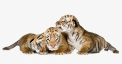 年幼三只小老虎高清图片