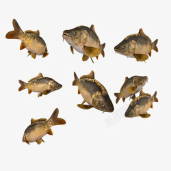 各种姿态的鱼成套鱼高清图片