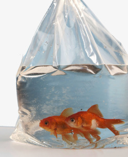 透气性金鱼透明塑料袋高清图片