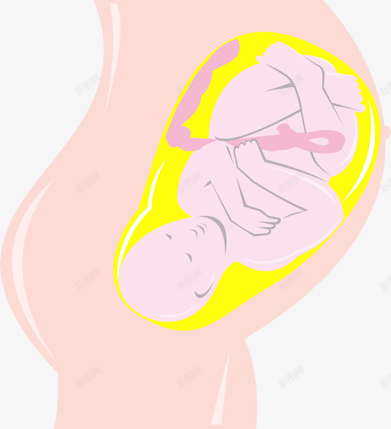 入盆的胎儿png免抠素材_新图网 https://ixintu.com 入盆的胎儿 孕妇 小宝宝 生小孩子 肚子 胎儿 胚胎 高清免扣素材
