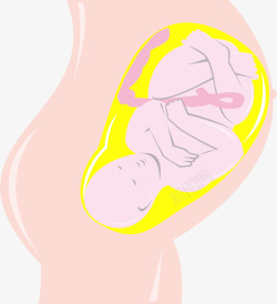 生小孩子入盆的胎儿高清图片