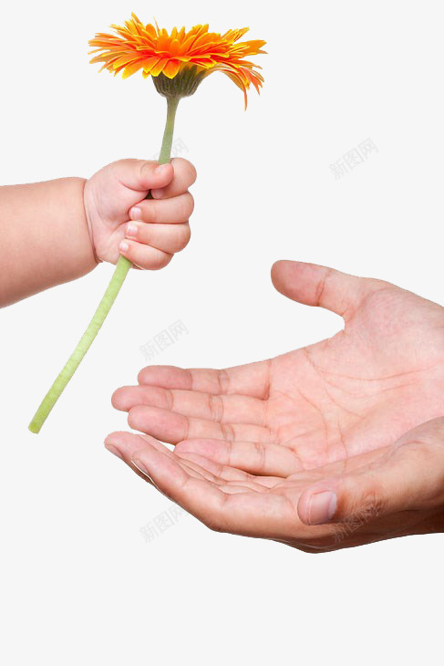 婴儿和成人手png免抠素材_新图网 https://ixintu.com 婴儿手 实物 成人 手 手拿花朵 手素材
