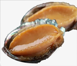 鲍鱼素材