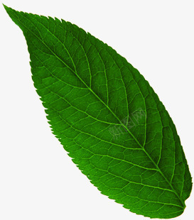 绿色植物树叶效果摄影png免抠素材_新图网 https://ixintu.com 摄影 效果 树叶 绿色植物