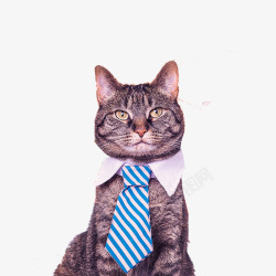 拟人化动物打领带的猫高清图片