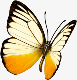 创意合成手绘质感黄色的蝴蝶素材