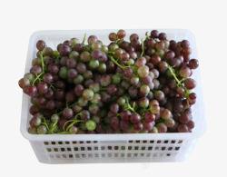 丰收葡萄素材