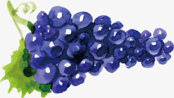 手绘蓝色葡萄矢量图素材