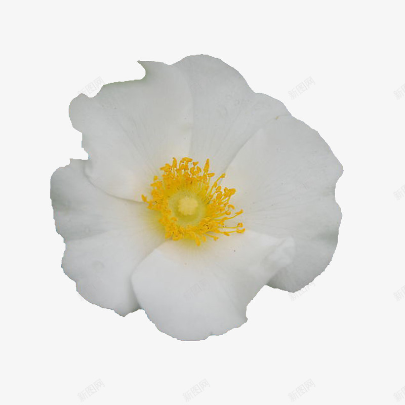 白色刺梨花png免抠素材_新图网 https://ixintu.com 刺梨 摄影 白色 花朵
