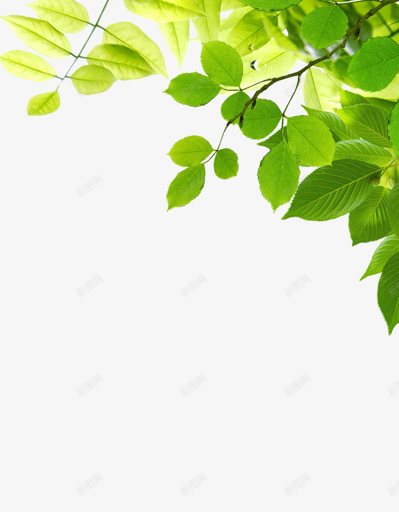 摄影阳光下的绿色树叶png免抠素材_新图网 https://ixintu.com 摄影 树叶 绿色 阳光