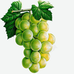 葡萄叶葡萄葡萄高清图片