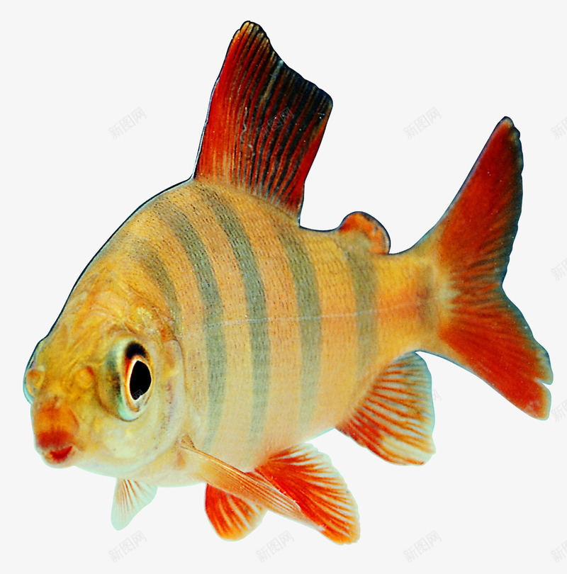 条纹鱼png免抠素材_新图网 https://ixintu.com 产品实物 动物 条纹 海里动物 热带鱼 红色 观赏鱼 鱼