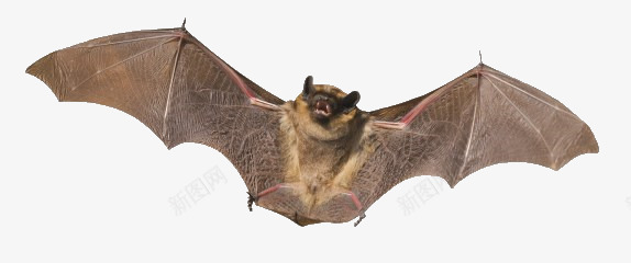 棕色飞行蝙蝠png免抠素材_新图网 https://ixintu.com 产品实图 棕色 蝙蝠 飞行