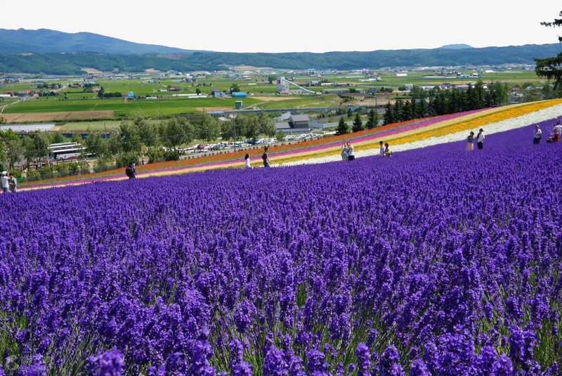 北海道富田农场png免抠素材_新图网 https://ixintu.com 世界各地 世界风景 北海道 名胜古迹 外国风景 富田农场 摄影图片 旅游摄影 旅游风光 薰衣草 高清图片