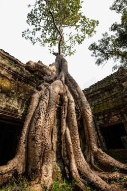 柬埔寨吴哥古迹柬埔寨王国自然风景高清图片