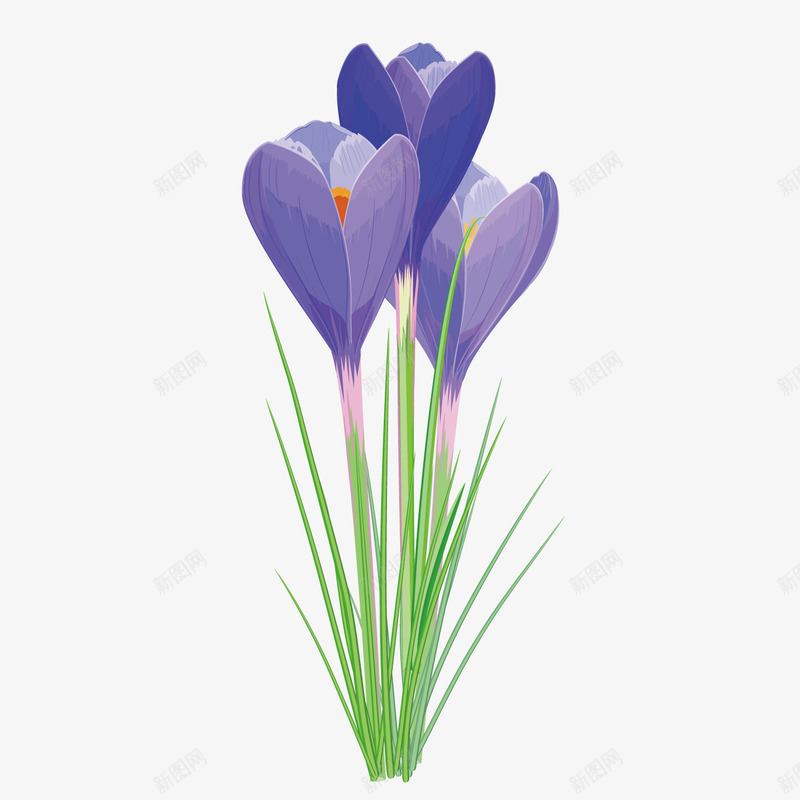 紫色质感花朵花草png免抠素材_新图网 https://ixintu.com 紫色 紫草 花朵 花草 质感