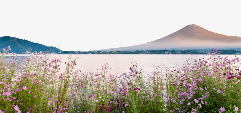 富士山日落png免抠素材_新图网 https://ixintu.com 名胜古迹 图库 地方景点 实物图 富士山 摄影图 摄影图片 旅游摄影 清晰 美丽的富士山 野花 高清图片