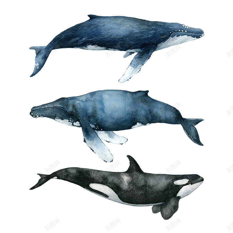 摄影蓝色的深海哺乳动物png免抠素材_新图网 https://ixintu.com 哺乳动物 摄影 深海 蓝色