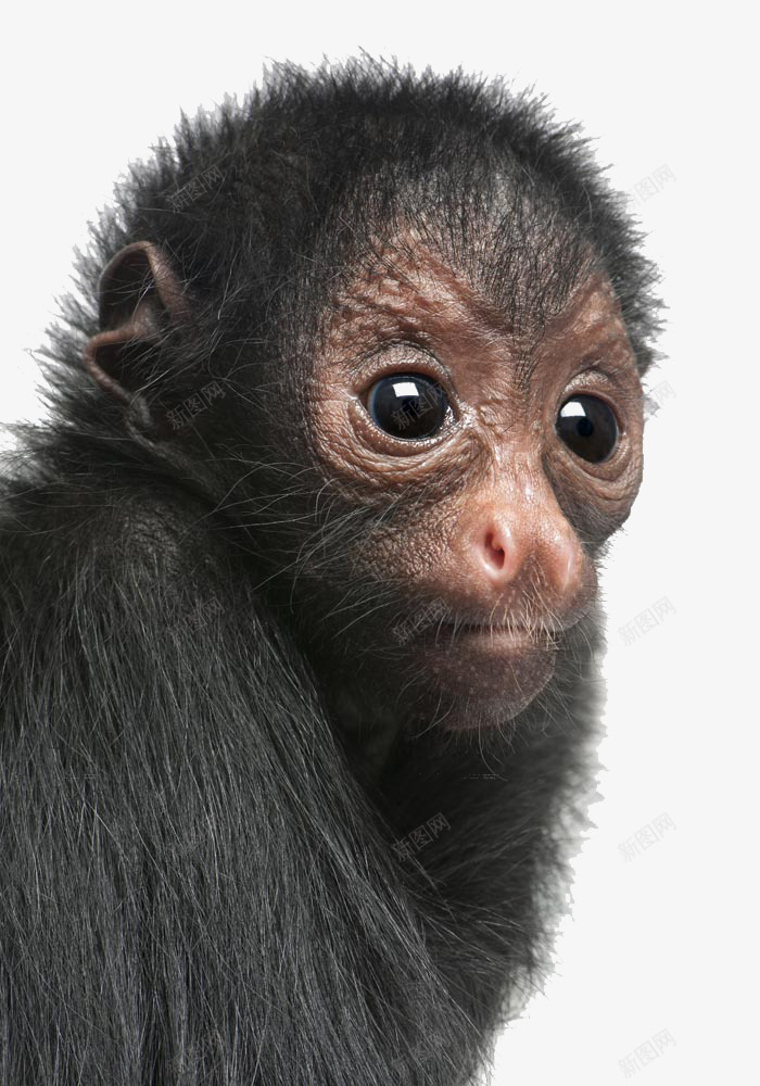 小猩猩猴子png免抠素材_新图网 https://ixintu.com 大眼睛 小孩 小猩猩 猴子