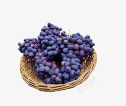 葡小萄葡萄高清图片
