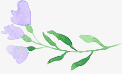 紫色喇叭花素材