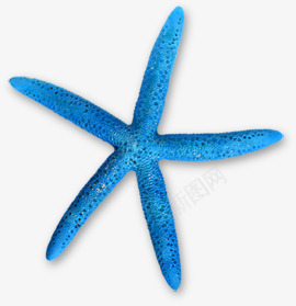 蓝色沙滩摄影海星png免抠素材_新图网 https://ixintu.com 摄影 沙滩 海星 蓝色