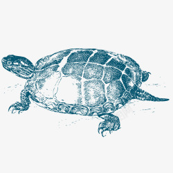 乌龟壳乌龟动物高清图片
