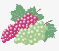 手绘红提葡萄和无核白葡萄素材