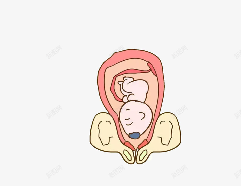 胎儿入盆了png免抠素材_新图网 https://ixintu.com 孕妇 小宝宝 生小孩子 肚子 胎儿 胎儿入盆了 胚胎 高清免扣 高清免扣素材