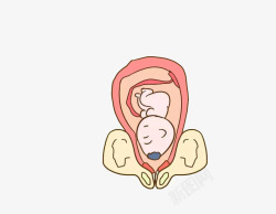 入盆的胎儿胎儿入盆了高清图片