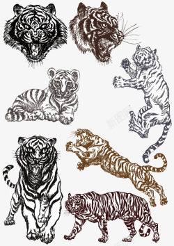 各种姿势的老虎老虎高清图片