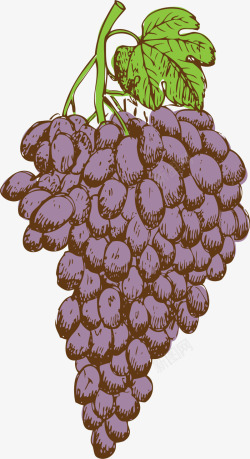 大串葡萄夏季手绘紫色葡萄高清图片