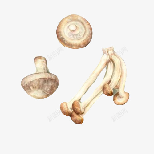 各种蘑菇手绘画片png免抠素材_新图网 https://ixintu.com 伞菇 手绘水彩画 猴头菇 蘑菇