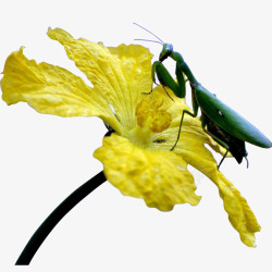 花螳螂落上一只螳螂的丝瓜花高清图片
