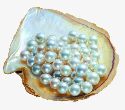 摄影白色的珍珠贝壳素材