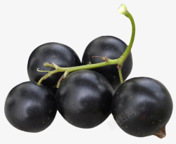 可口的夏黑可口的夏黑葡萄高清图片