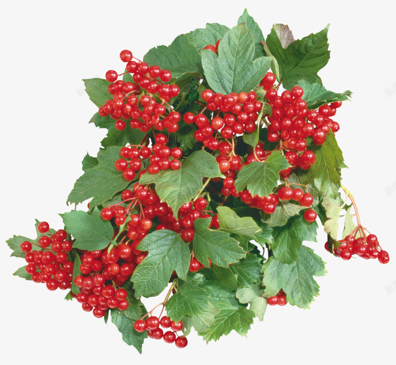 创意合成红色质感的水果植物png免抠素材_新图网 https://ixintu.com 创意 合成 植物 水果 红色 质感