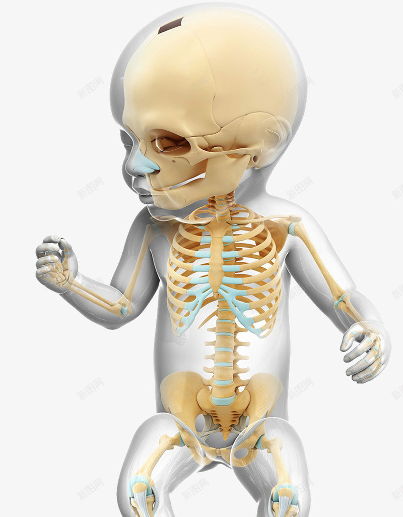 婴儿骨骼png免抠素材_新图网 https://ixintu.com 人体 人体肌肉骨骼 头骨 肋骨 腰椎