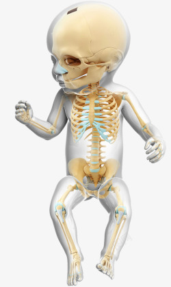 人体肋骨婴儿骨骼高清图片