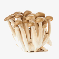 白色蘑菇和蟹味菇蟹味菇高清图片