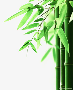 摄影绿色的翠竹素材