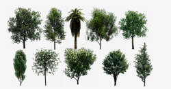 各种类型的树各种类型的树高清图片