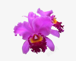 卡特利亚兰紫色卡特兰花高清图片